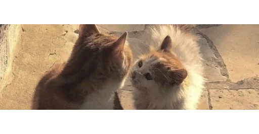 🐱 Стикер «kittens» для Telegram