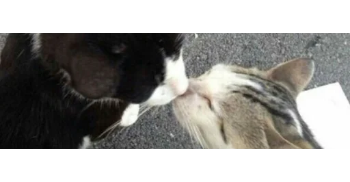 🐱 Стикер «kittens» для Telegram
