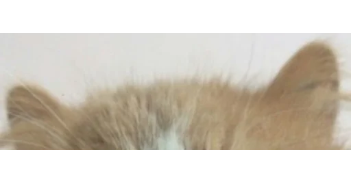 🐱 Стикер «kittens» для Telegram
