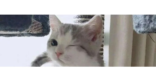 🐱 Стикер «kittens» для Telegram