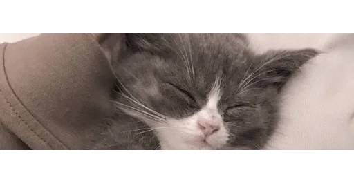 🐱 Стикер «kittens» для Telegram