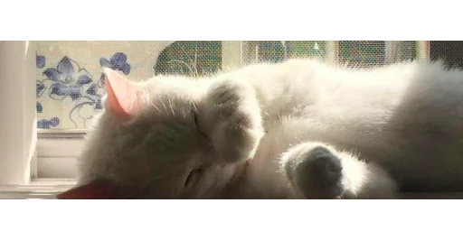 🐱 Стикер «kittens» для Telegram