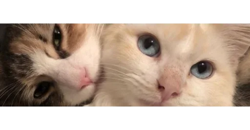 🐱 Стикер «kittens» для Telegram