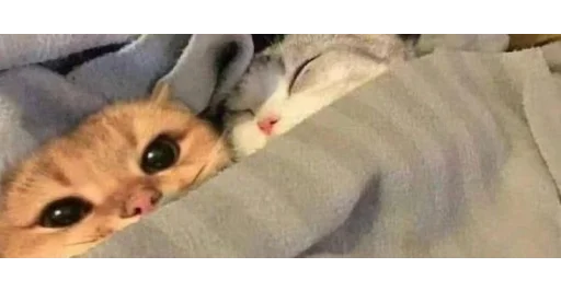 🐱 Стикер «kittens» для Telegram