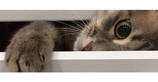🐱 Стикер «kittens» для Telegram