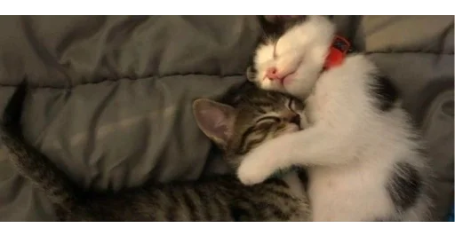 🐱 Стикер «kittens» для Telegram