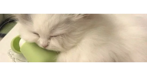🐱 Стикер «kittens» для Telegram