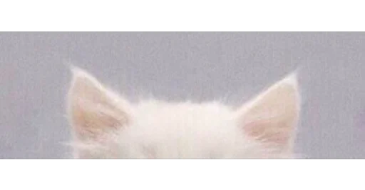 🐱 Стикер «kittens» для Telegram