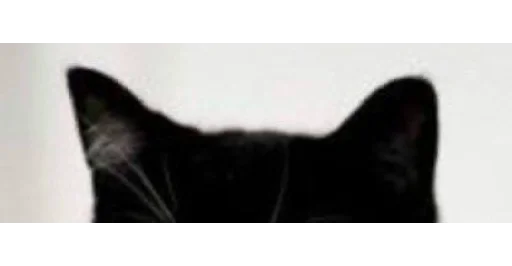 🐱 Стикер «kittens» для Telegram