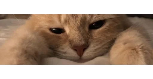 Стикерпак kittens для Telegram