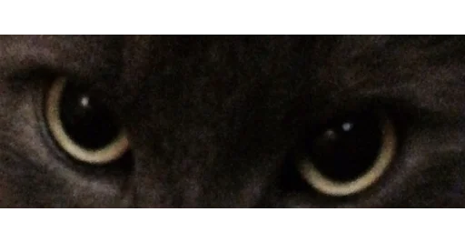 🐱 Стикер «kittens» для Telegram