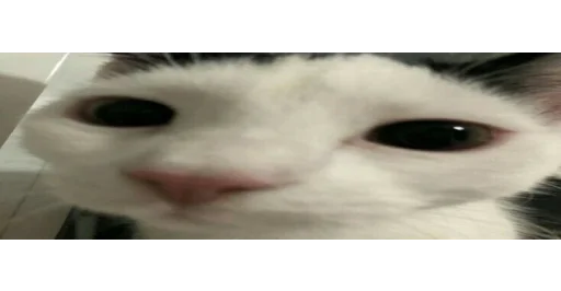 🐱 Стикер «kittens» для Telegram