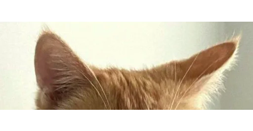 🐱 Стикер «kittens» для Telegram