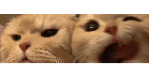 🐱 Стикер «kittens» для Telegram