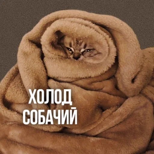 🥶 Стикер «Kittydogs» для Telegram
