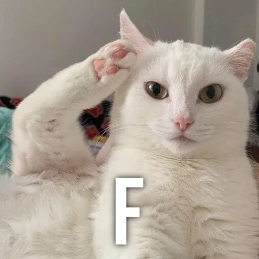 ⚰️ Стикер «Kittydogs» для Telegram