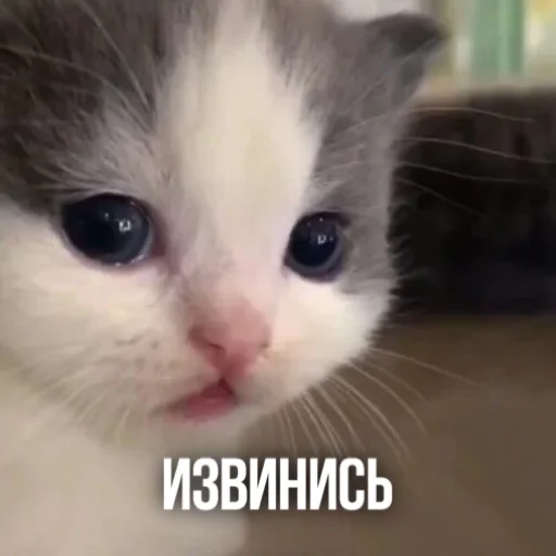 🥺 Стикер «Kittydogs» для Telegram