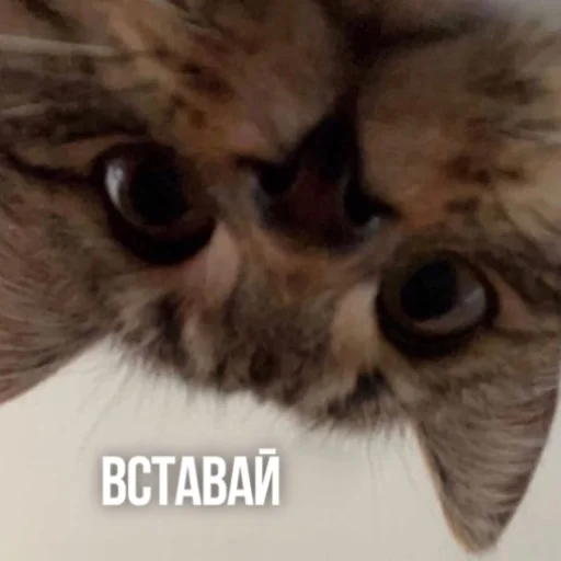 🥱 Стикер «Kittydogs» для Telegram