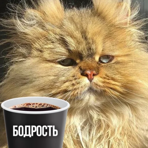 ☕️ Стикер «Kittydogs» для Telegram