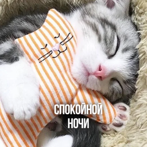 😴 Стикер «Kittydogs» для Telegram