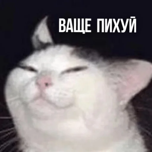 😌 Стикер «Kittydogs» для Telegram