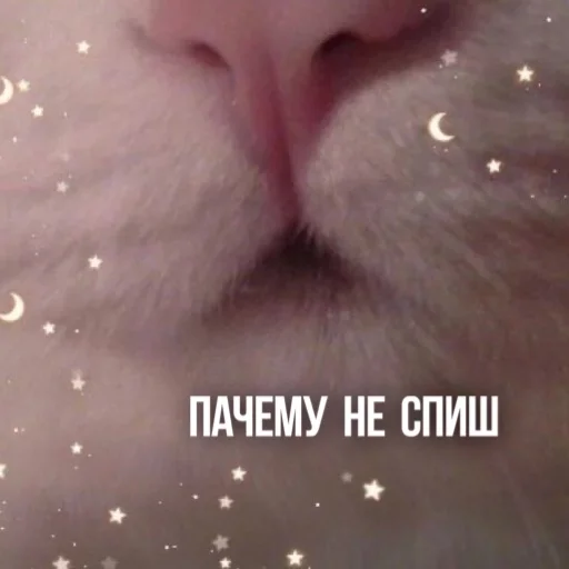 🛏 Стикер «Kittydogs» для Telegram