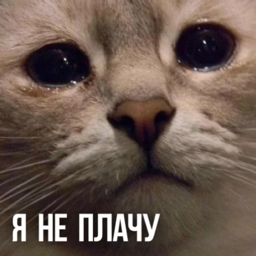 😭 Стикер «Kittydogs» для Telegram