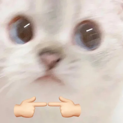 ☺️ Стикер «Kittydogs» для Telegram
