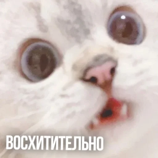 😯 Стикер «Kittydogs» для Telegram