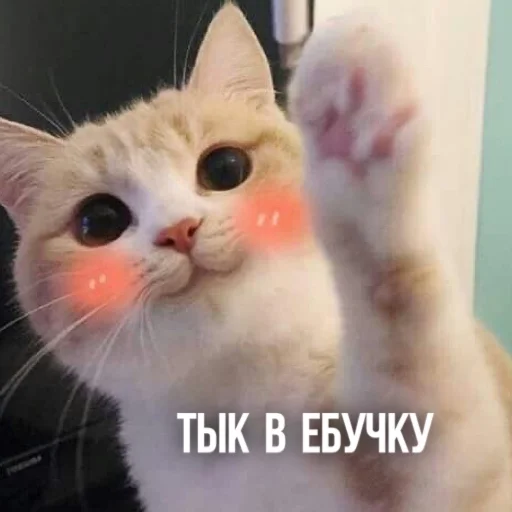 😝 Стикер «Kittydogs» для Telegram