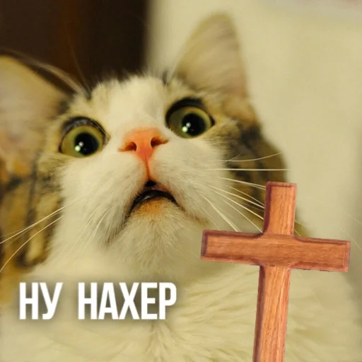 😨 Стикер «Kittydogs» для Telegram