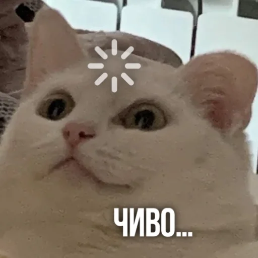 🤔 Стикер «Kittydogs» для Telegram