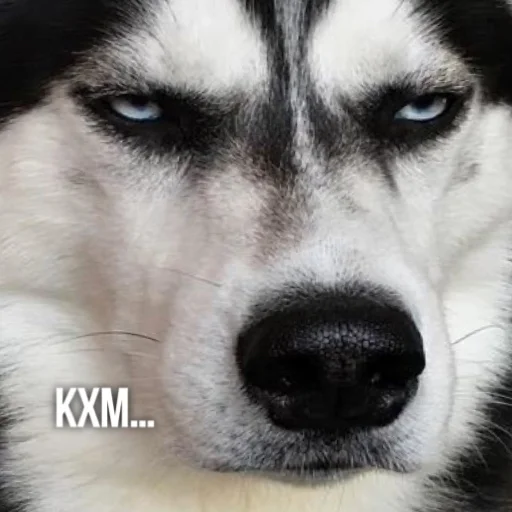 😑 Стикер «Kittydogs» для Telegram