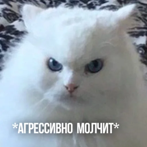 😠 Стикер «Kittydogs» для Telegram