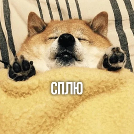 😴 Стикер «Kittydogs» для Telegram