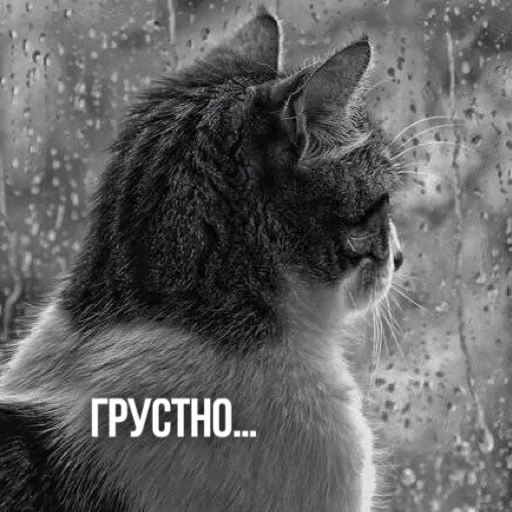 ☹️ Стикер «Kittydogs» для Telegram