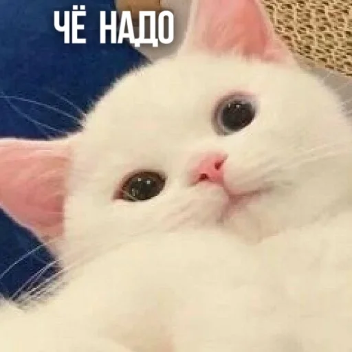 🤔 Стикер «Kittydogs» для Telegram