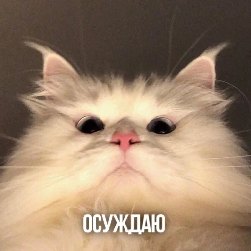 🤨 Стикер «Kittydogs» для Telegram