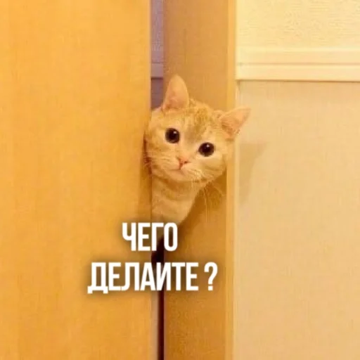 👀 Стикер «Kittydogs» для Telegram