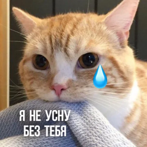 🛏 Стикер «Kittydogs» для Telegram