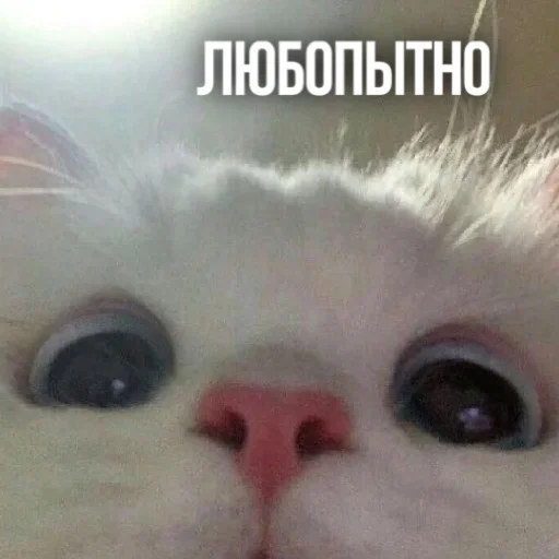 👀 Стикер «Kittydogs» для Telegram