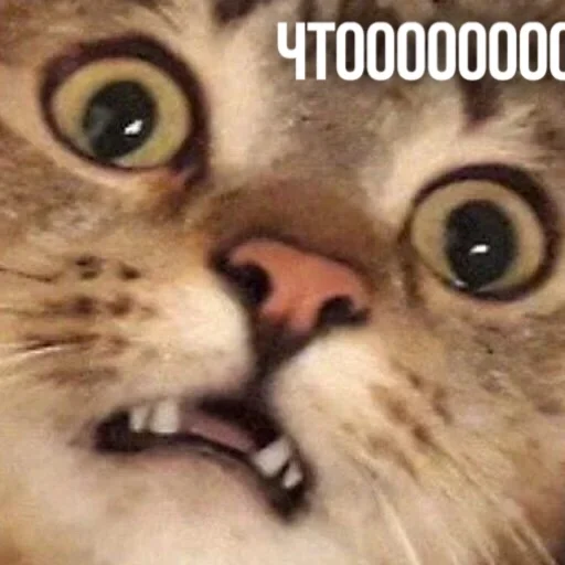 😳 Стикер «Kittydogs» для Telegram