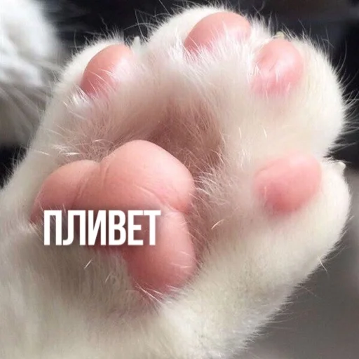 Стикерпак Kittydogs для Telegram