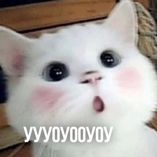 😲 Стикер «Kittydogs» для Telegram