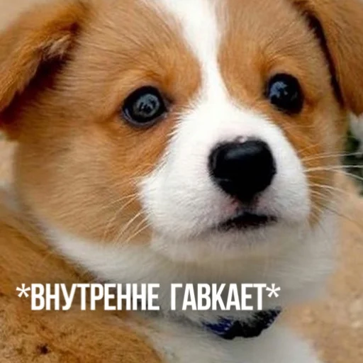 😶 Стикер «Kittydogs» для Telegram