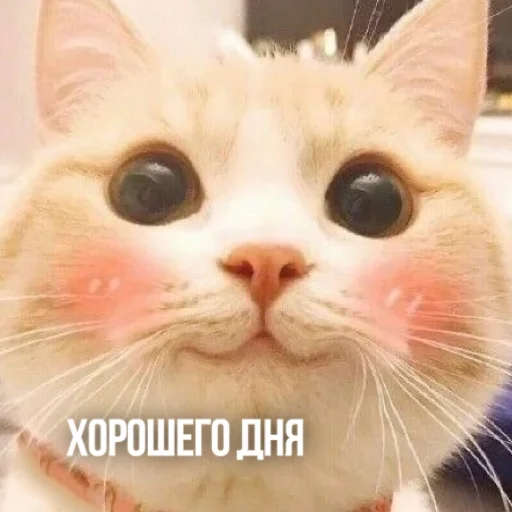 👋 Стикер «Kittydogs» для Telegram