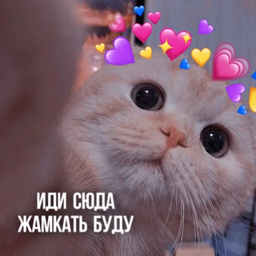 🫂 Стикер «Kittydogs» для Telegram