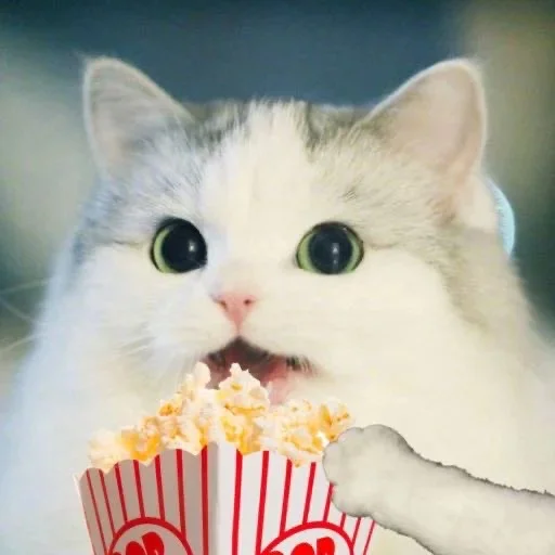🍿 Стикер «Kittydogs» для Telegram