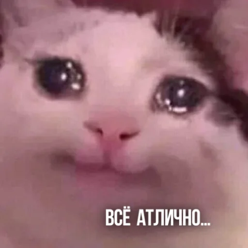😭 Стикер «Kittydogs» для Telegram