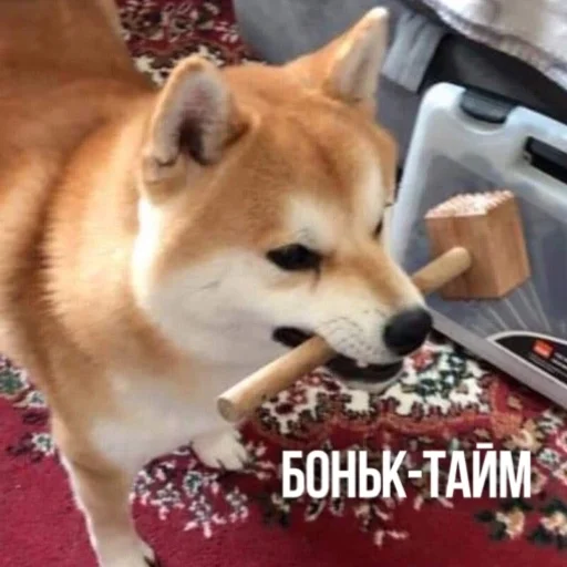 🔨 Стикер «Kittydogs» для Telegram
